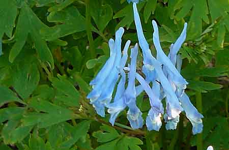 Corydalis flexuosa Corydalis flexuosa