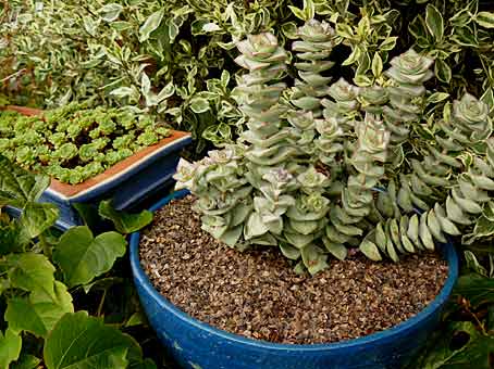Crassula perforata ?