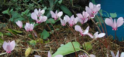 Cyclamen hederifolium