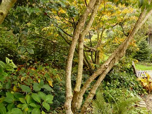 Le jardin des dentelles Le jardin des dentelles