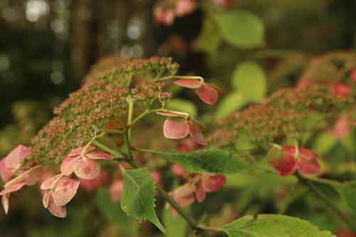 Le jardin des dentelles Le jardin des dentelles