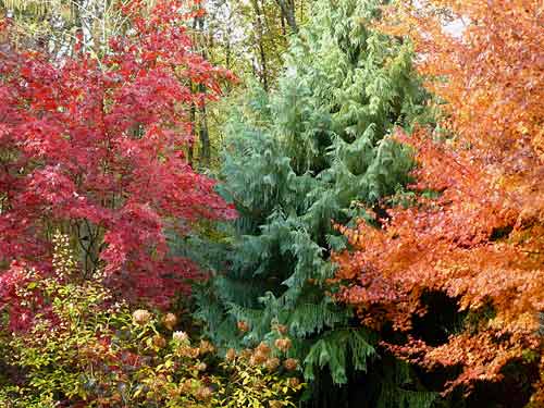Le jardin des dentelles Le jardin des dentelles