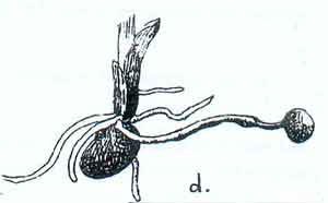 orchidées sauvages