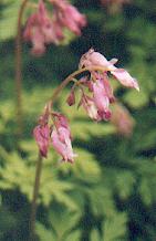 Dicentra eximia Dicentra eximia
