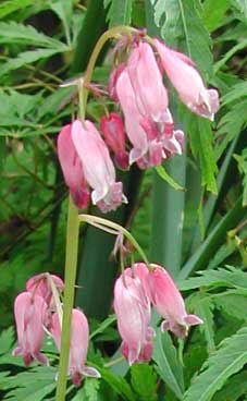 Dicentra eximia Dicentra eximia