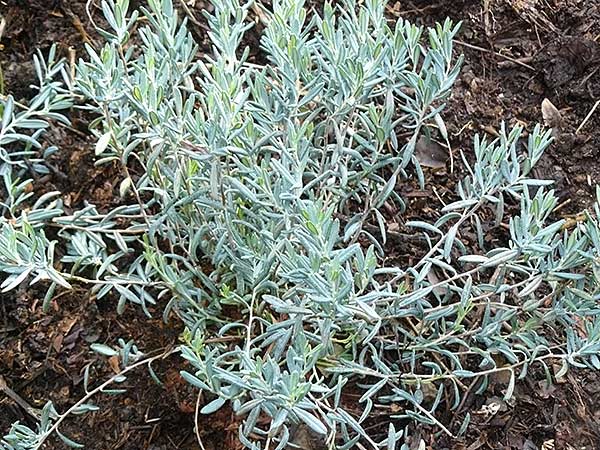 Andromeda polifolia 'Blue Lagoon'
