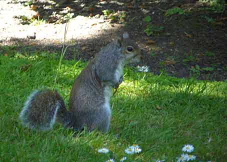 Un écureuil dans les jardins botaniques de Glasnevin