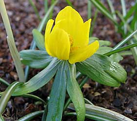 Eranthis hyemalis