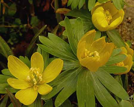 Eranthis hyemalis