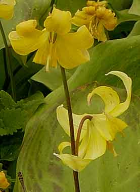 Erythronium ‘Pagoda' Erythronium ‘Pagoda'