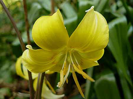 Erythronium ‘Pagoda' Erythronium ‘Pagoda'