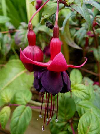 Fuchsia