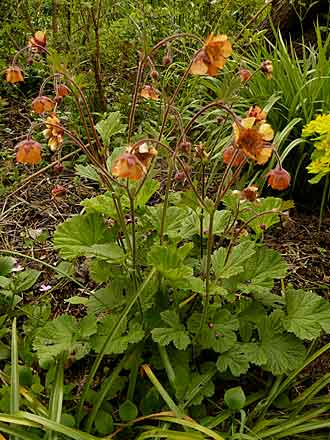 Geum rivale ‘Marmelade' Geum rivale ‘Marmelade'