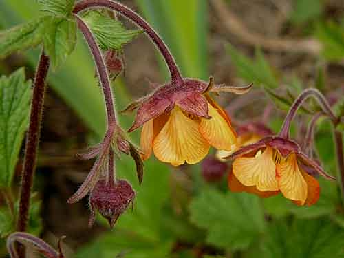 Geum rivale ‘Marmelade' Geum rivale ‘Marmelade'