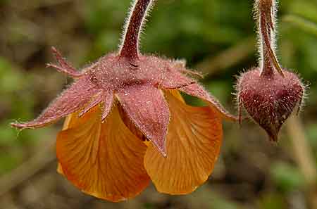 Geum rivale ‘Marmelade' Geum rivale ‘Marmelade'