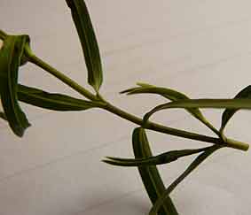 Hebe microphylla