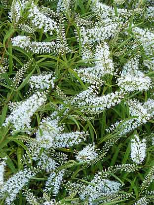 Hebe microphylla