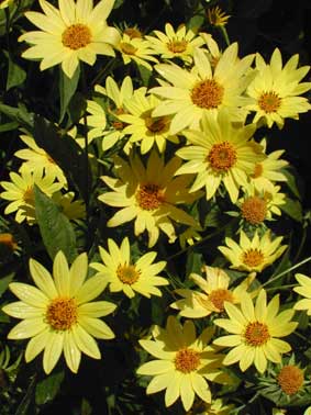 Helianthus decapetalus