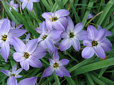 Ipheion uniflorum