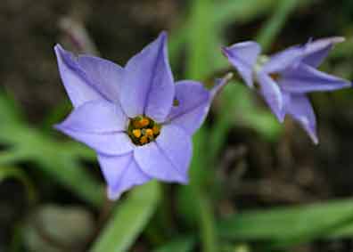 Ipheion uniflorum