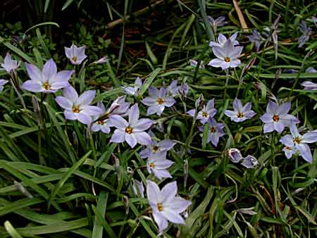 Ipheion uniflorum