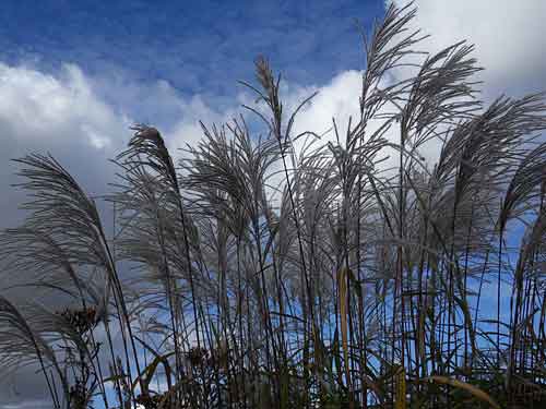 Le jardin Plume Le jardin Plume