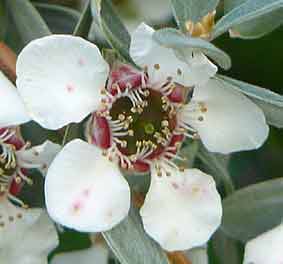  Leptospermum lanigerum ‘Silver Sheen'