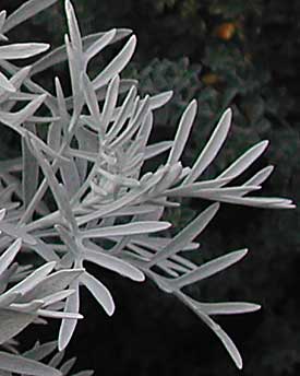 Senecio vira-vira
