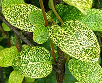 Lonicera japonica 'Aureoreticulata'
