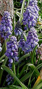 Muscari armeniacum Muscari armeniacum