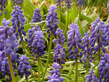 Muscari armeniacum Muscari armeniacum