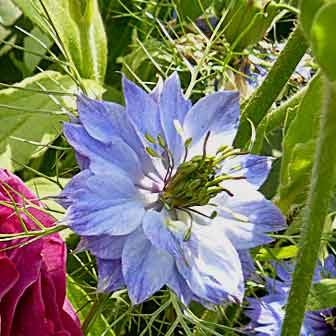 La fleur très particulière de Nigelle.