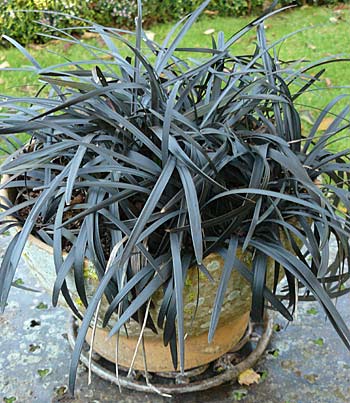 Ophiopogon planiscapus ‘Nigrescens ‘