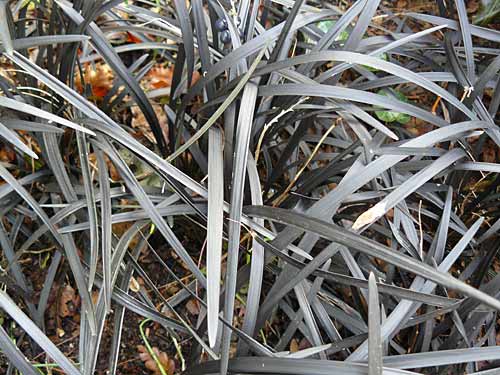 Ophiopogon planiscapus 'Nigrescens'