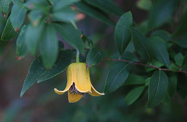 Clematis otophora
