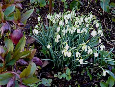 Une touffe de perce-neige