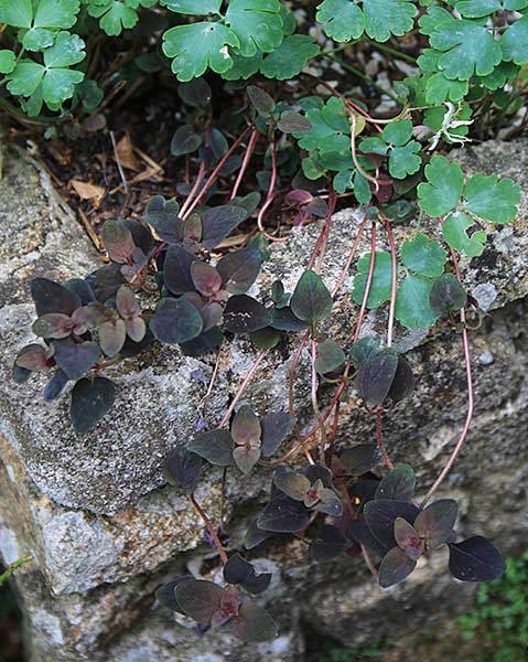 Lysimachia congestiflora ‘Persian Chocolate'
