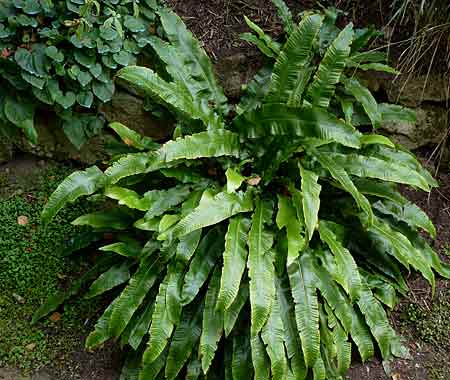 Phyllitis scolopendrium Phyllitis scolopendrium