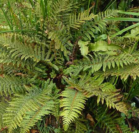 Polystichum polyblepharum Polystichum polyblepharum