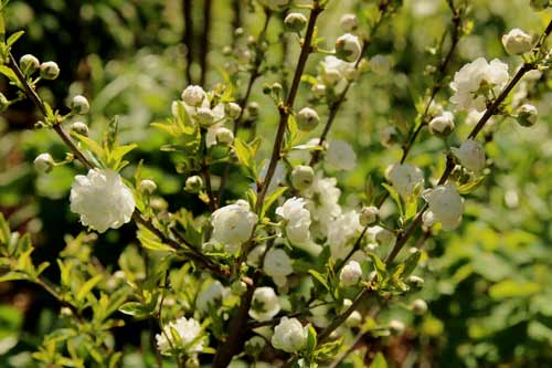 Prunus glandulosa 'Alba Plena'