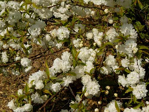 Prunus glandulosa 'Alba Plena'