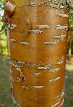 Prunus maackii 'Amber Beauty' Prunus maackii 'Amber Beauty'