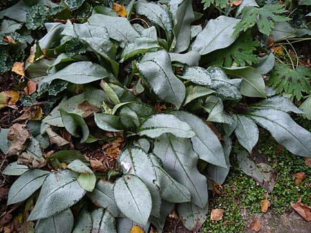 Pulmonaria x 'Majesté'