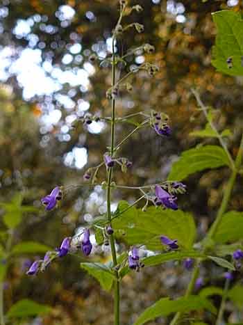 Rabdosia longituba ‘Noshoku'.
