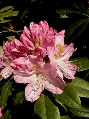 Rhododendron