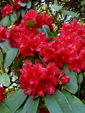 Rhododendron