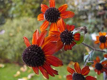Rudbeckia triloba 'Prairie Glow'
