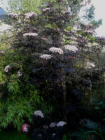 Sambucus nigra 'Black Lace' Sambucus nigra 'Black Lace'