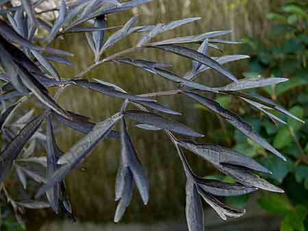 Sambucus nigra 'Black Lace' Sambucus nigra 'Black Lace'