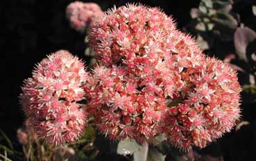 Sedum 'Matrona' Sedum 'Matrona'